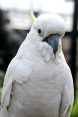 Close Up of Selective Focus Cockatoo Against Blurred Background