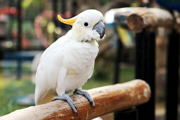 Cockatoo Sitting on Branch at The Big Bird Aviary