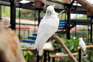 Cockatoo Sitting on Branch at The Big Bird Aviary