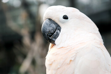 Close Up Of Cockatoo Eating Food Over Blurred Background