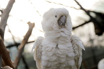 Close Up of Cockatoo Sitting on Tree Branch Over Blurred Background