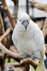 Close Up of Cockatoo Sitting on Tree Branch Over Blurred Background