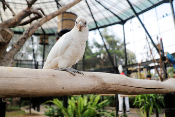 Cockatoo Sitting on Branch at The Big Bird Aviary