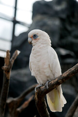 White Parrot Sitting on Tree Branch in The Big Bird Cage