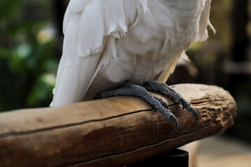 Close Up Of Cockatoo Feet Stand on Branch 