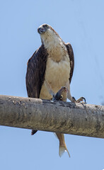 Osprey eating fish on the north coast of New South Wales at the town of South West Rocks.