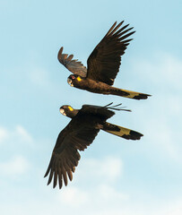 Yellow tailed black cockatoos in flight.