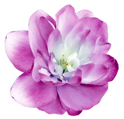 Purple  flower  isolated  on black background with clipping path. Closeup. For design. Nature.