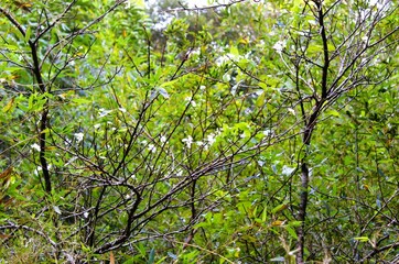 Obraz premium Wild cherry blossom in a forest