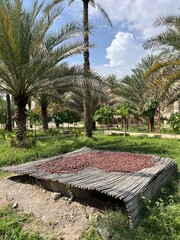 dates sun drying in the middle east