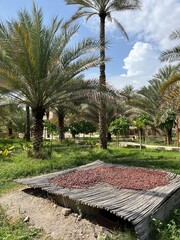 dates sun drying in the middle east