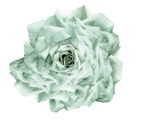 Obraz premium Rose flower on a white isolated background with clipping path. Closeup. For design. Nature.