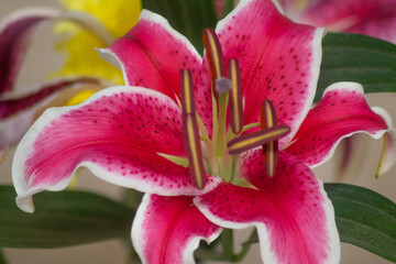 pink lily closeup
