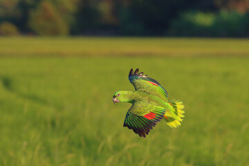 Beautiful Orange-Winged Amazon parrot flying on the rice fields. Free flying bird © Passakorn