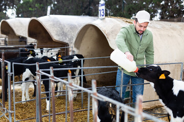 Focused man farm worker feeding calf using bottle with teat at livestock breeding farm