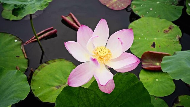 Pink lotus flower gently swaying in the wind, surrounded by lush green lily pads. Nymphaea in natural daylight, beauty and tranquility of aquatic flora in its habitat. close-up shot