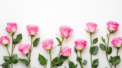 Fototapeta premium A row of pink roses with green leaves arranged on a white background.