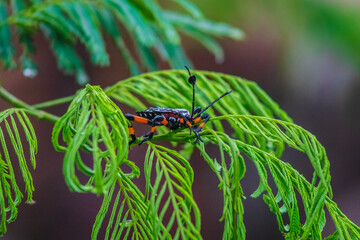 Giant mesquite bugs (Thasus neocalifornicus) on a plant with rain dew in Monte Escobedo, Zacatecas