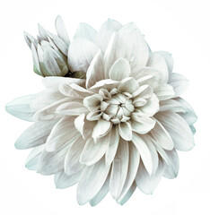 Obraz premium Dahlia flower on a white isolated background with clipping path. Closeup. Nature.