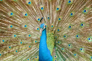 Obraz premium A peacock (pavo cristalus) showing its exquisite and vibrant plumage with detailed eye spots, highlighting the bird's natural beauty