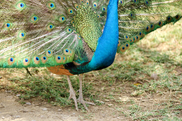 A peacock (pavo cristalus) showing its exquisite and vibrant plumage with detailed eye spots, highlighting the bird's natural beauty