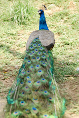 Obraz premium Back View of a Beautiful Tail Feathers of Male Peacock