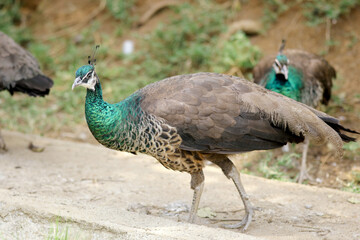 Peafowl Walking on Ground Over Nature Background