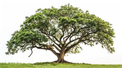A striking image of a large, multicolored prism refracting light into a spectrum of different faces, Symbolizing the diversity and clarity that comes from embracing differences