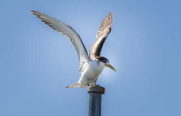 A Crested Tern landing on a metal pole with wings spread