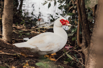 Retrato de un pato blanco de cara roja, cerca a una laguna, en piso con hojas secas.
