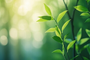 Sunlit green leaves with bokeh background.