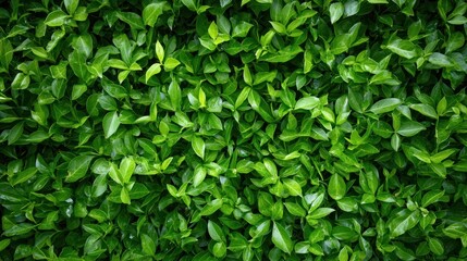 Vibrant green leaves, lush foliage, natural texture, white isolate background.