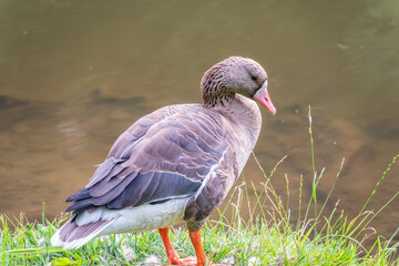 Greater White-fronted Goose (Anser albifrons) standing on the green shore of the pond.