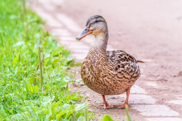 A duck female stands on its paws on the green shore of a pond.