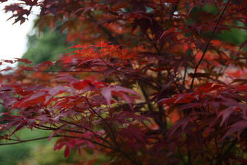 Red decorative maple in the botanical garden.