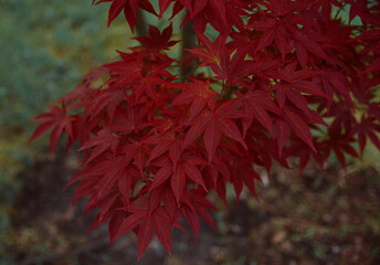 Red decorative maple in the botanical garden.