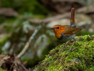 森の中で苔生した岩の上で周りを見渡しているコマドリの雄