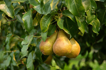 Bosc Pears on a Tree in Odell, Oregon Just Before Harvest