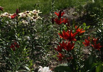 Beautiful red decorative lilies in a botanical garden.
