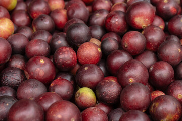 CAMU CAMU, AMAZONIAN FRUIT THAT GROWS ON THE BANKS OF RIVERS, DELICIOUS RED FRUIT KNOWN AS CAMU CAMU, DELICIOUS IN ICE CREAMS AND DESSERTS