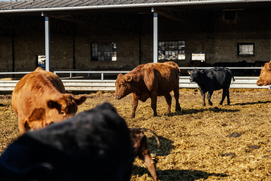 Few cows and calf walking around cow's ranch. Agriculture and animals breeding.