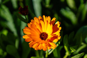 Close-up of beautiful calendula flower blooming outdoors on green background