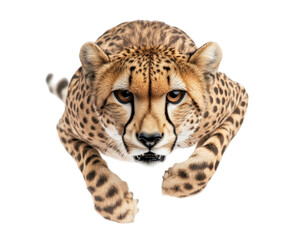 A powerful cheetah in mid-leap. transparent background