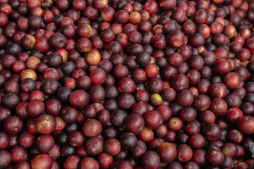 CAMU CAMU, AMAZONIAN FRUIT THAT GROWS ON THE BANKS OF RIVERS, DELICIOUS RED FRUIT KNOWN AS CAMU CAMU, DELICIOUS IN ICE CREAMS AND DESSERTS