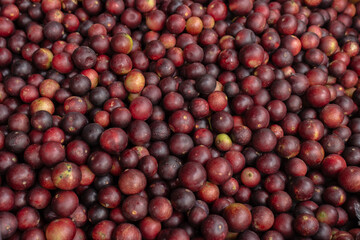 CAMU CAMU, AMAZONIAN FRUIT THAT GROWS ON THE BANKS OF RIVERS, DELICIOUS RED FRUIT KNOWN AS CAMU CAMU, DELICIOUS IN ICE CREAMS AND DESSERTS