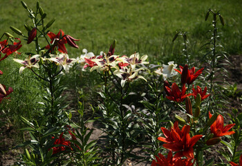 Beautiful red decorative lilies in a botanical garden.