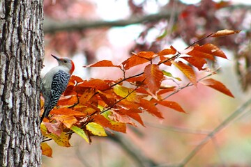 woodpecker with autumn leaves
