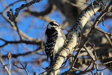 Downy Woodpecker, Elk Island National Park, Alberta