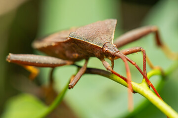 The Eucalyptus Tip-wilter Bug is a common insect found in Australia, particularly in areas with eucalyptus trees.