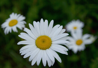 White daisy in the garden